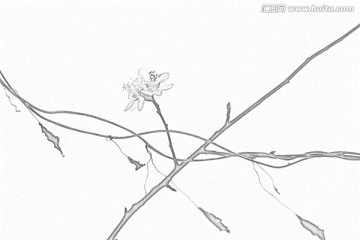 桃花素描