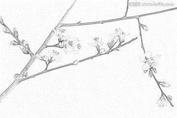 桃花素描