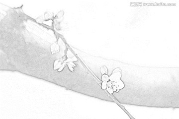 桃花素描