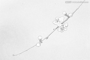 桃花素描