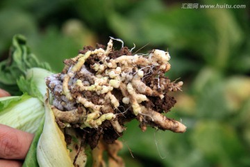 白菜根瘤病