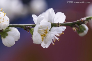 红蓝背景衬托下的白色杏花