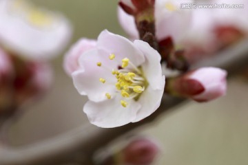 杏花 嫩黄花蕊