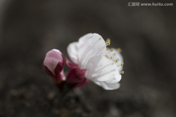 微距 晶莹剔透的杏花