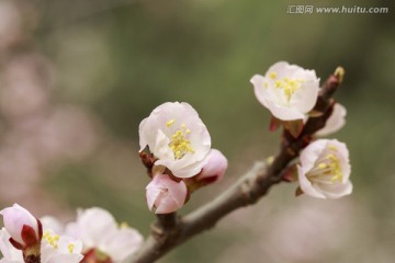 一枝杏花四五朵