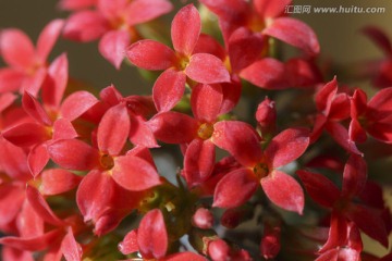 密密麻麻的小红花