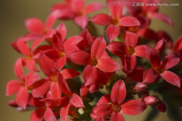 许多小红花