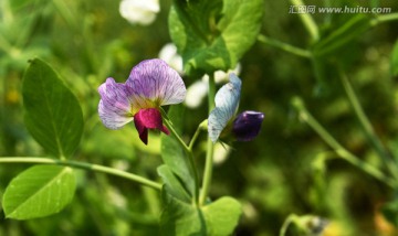 紫色蚕豆花