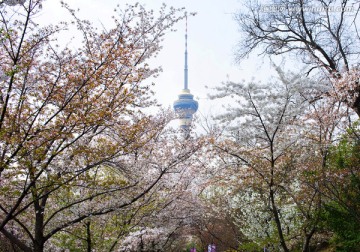 北京樱花盛开