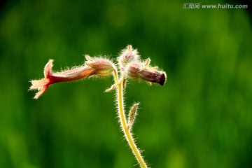 小野花