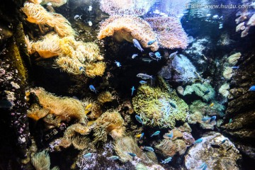 珊瑚鱼群