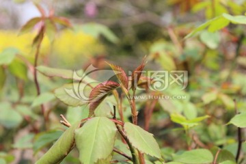 野草花树