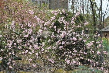 桃花树