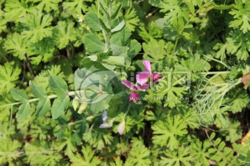 野草花