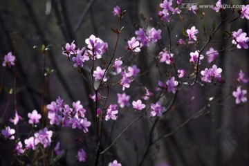 森林里的杜鹃花