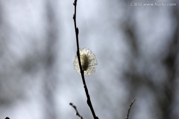 河柳 毛毛苟花