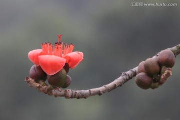 木棉花