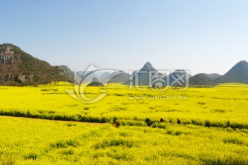 云南罗平油菜花田