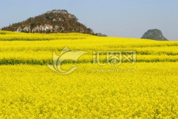 云南罗平油菜花田