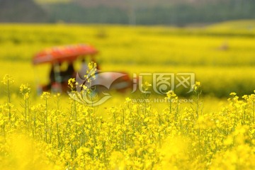 云南罗平油菜花田