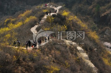 山路 小径 小路 山花 迎春花