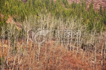 杨树林 密林情侣 洪谷山