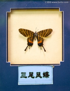三尾凤蝶