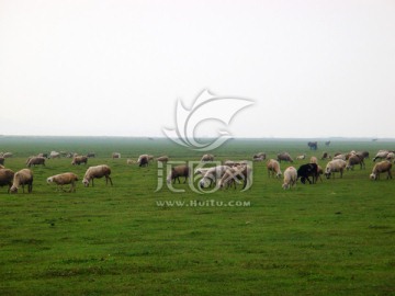 坝上草原 牧场羊群