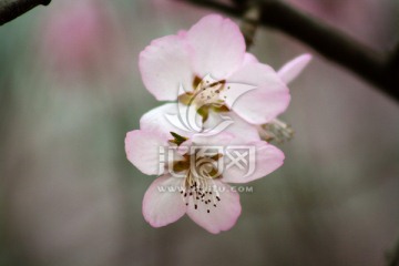 唯美粉色山杏花 花卉
