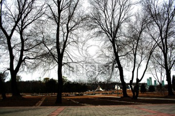 公园里的树木