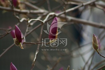紫玉兰花蕾