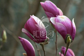 紫玉兰花 花苞