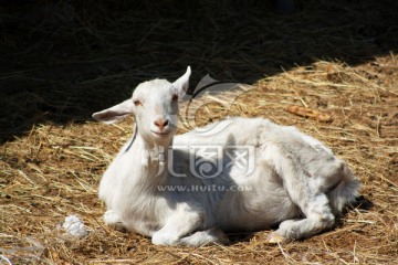 卧在草地上的母山羊