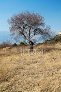 元代谷山坡上的老杏树