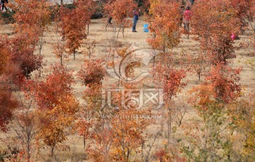 北京莽山森林公园秋季