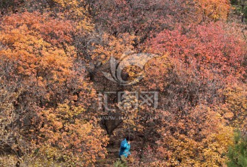 北京蟒山森林公园秋天