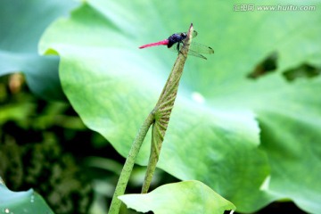 蜻蜓 红尾蜻蜓