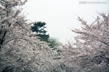 白色樱花 
