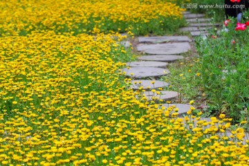 黄晶菊 花丛