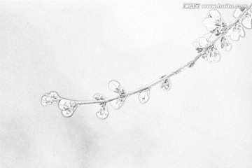 桃花素描