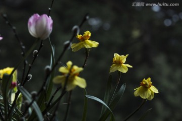 郁金香与兰花