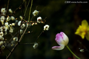 郁金香与梅花