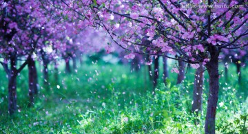 梦幻海棠花