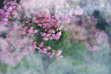 梦幻海棠花