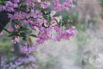 梦幻海棠花