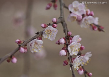 唐汪杏花