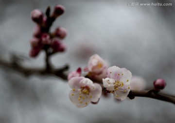 唐汪杏花