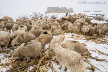 西大坪军堡旁的羊群 放牧 羊倌