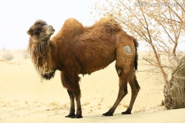 南疆和田之行沙漠骆驼