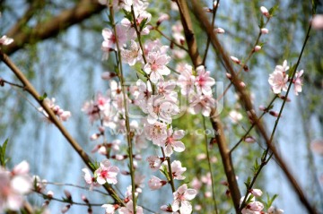 蓝天绿柳桃花朵朵开